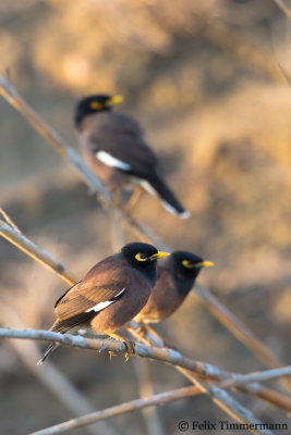 Common Maina