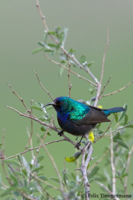 Palestine Sunbird