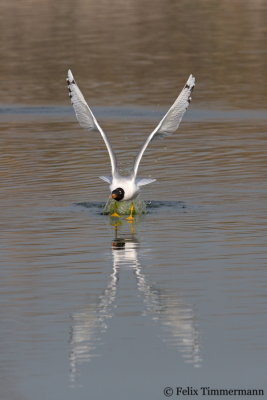 Pallas Gull