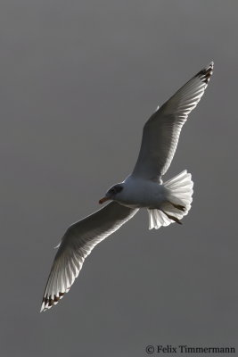 Pallas Gull