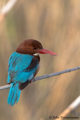 White-throated Kingfisher