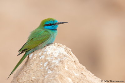Green Bee-Eater