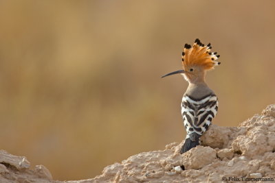 Eurasien Hoopoe