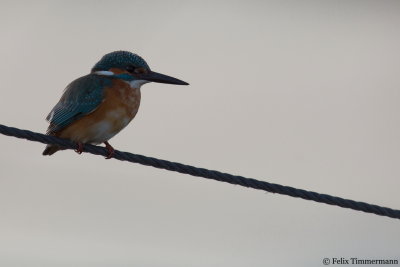 European Kingfisher