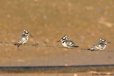 Pied Kingfisher