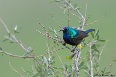 Palestine Sunbird