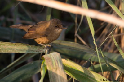 Clamarous Reed Warbler