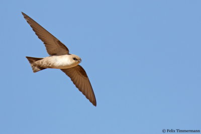 Rock Martin