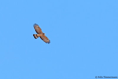 Crested Honey Buzzard