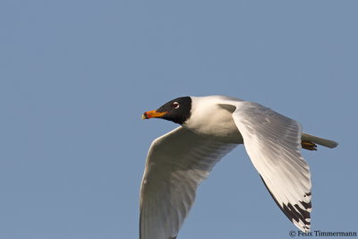 Pallas Gull