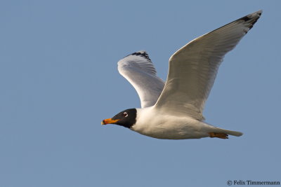 Pallas Gull