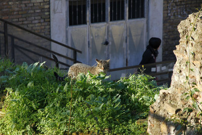 Rome cats stay here in a sanctuary.  Rome has no kill law. 