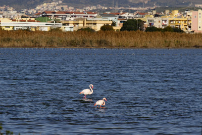 Went to Poetto Beach.  On way back, near a hospital, saw flamingos.  They stay because of the salty water. 