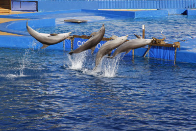 Park admission included a dolphin show.