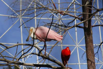 Oceanografic aviary had roseate spoonbills, red ibis & egrets.