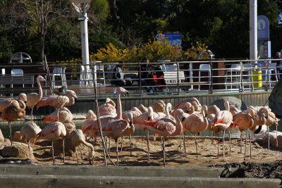 Saw the flamingos on way back to entrance; looked kind of grayish/white