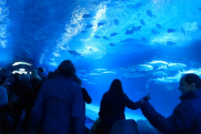 Walk-through tunnel in Oceanografic was a cool idea
