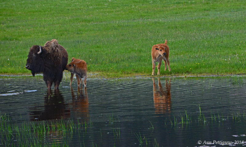 Cow and Calves