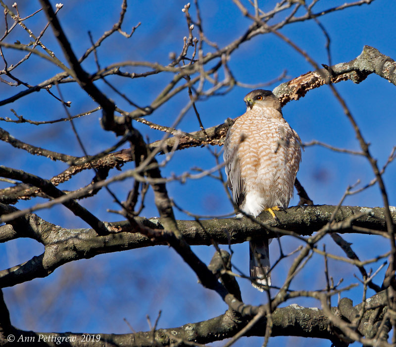 Coopers Hawk