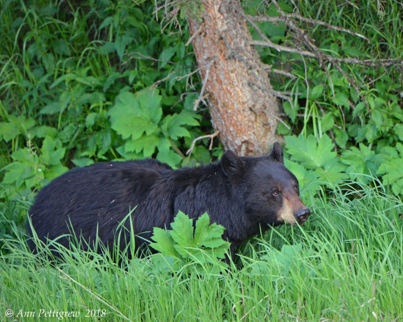 Black Bear Sow