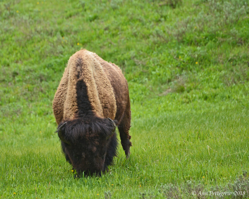 Bull Bison Showing Off his Bangs
