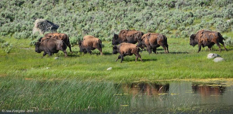 Running Bison Herd