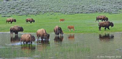Bison Herd