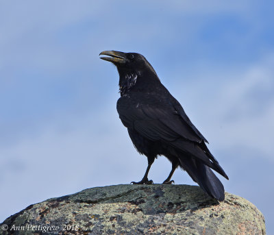 Common Raven