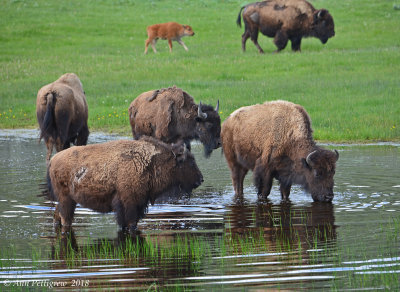 Wading Bison