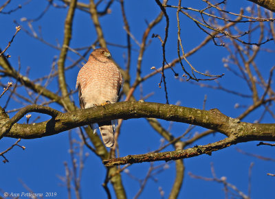Cooper's Hawk