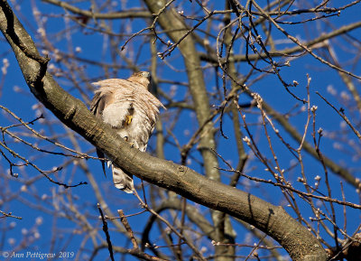 Cooper's Hawk