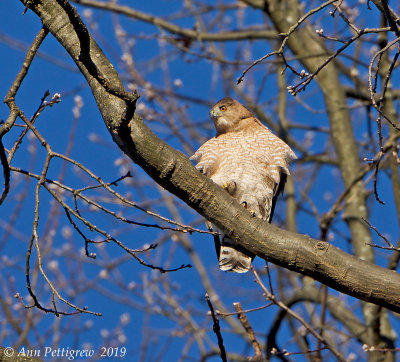 Cooper's Hawk
