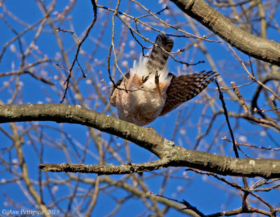 Cooper's Hawk