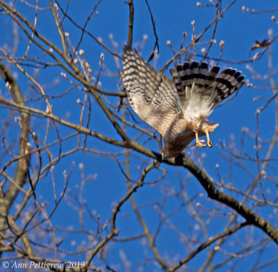 Cooper's Hawk