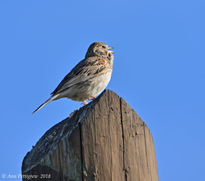 Veper Sparrow
