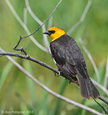 Yellow-headed Blackbird