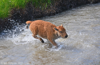 Crossing the Lamar River