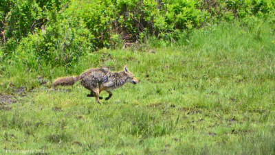 Coyote