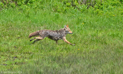 Coyote