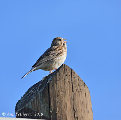 Veper Sparrow