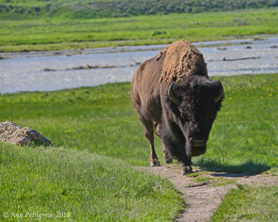 Bull Bison