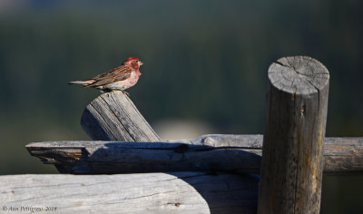 Cassin's Finch