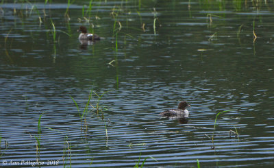 Common Goldeneye