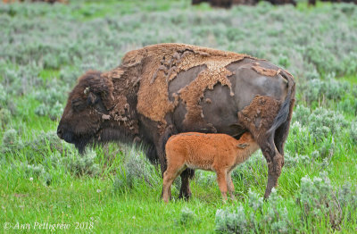 Nursing Calf
