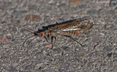 Stonefly