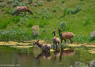 Elk Cows