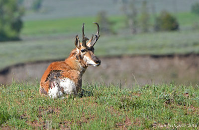 Injured Pronghorn