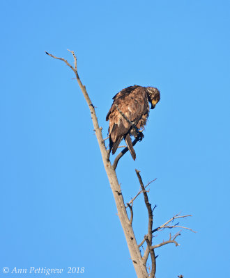 Immature Bald Eagle