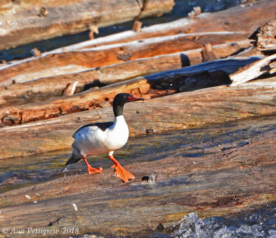 Common Merganser Drake
