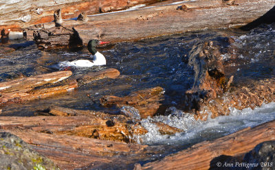 Common Merganser Drake